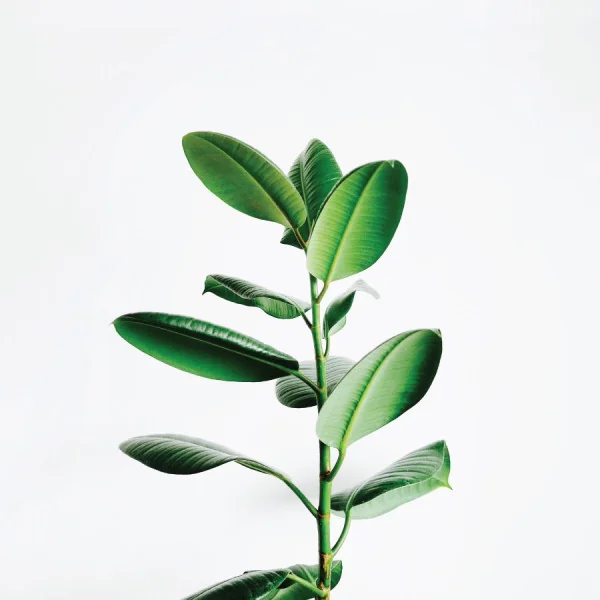 Best Leptin Diet Supplements - Improve Metabolism, Fat Burning