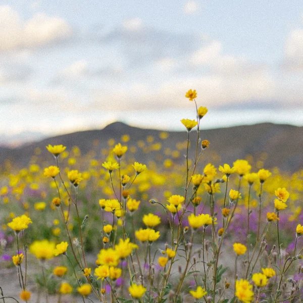 Best Supplements for Daily Detoxification Support