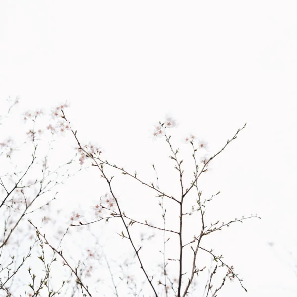 Best Natural Supplements for Constipation Relief | Digestive Health