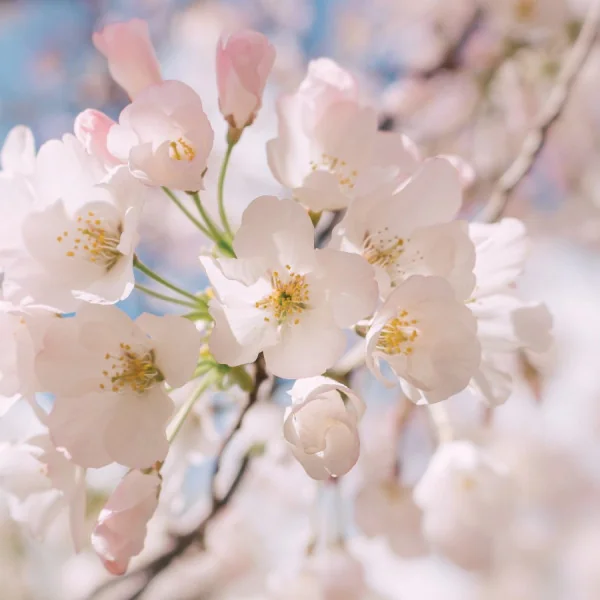 Essential Immune Nutrition | Wellness Resources